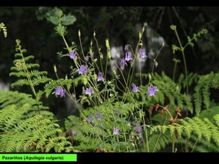 Paxariños (Aquilegia vulgaris)
 
