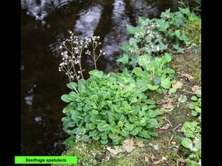Saxifraga spatularis
 