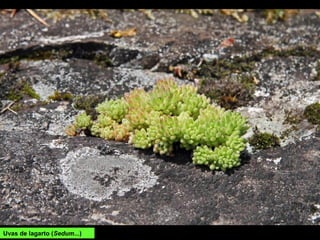Uvas de lagarto (Sedum...)
 