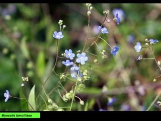 Myosotis lamottiana
 