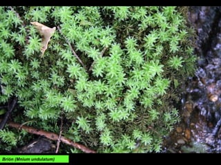 Brión (Mnium undulatum)
 
