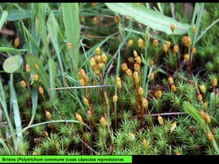 Brións (Polytrichum commune )coas cápsulas reprodutoras
 