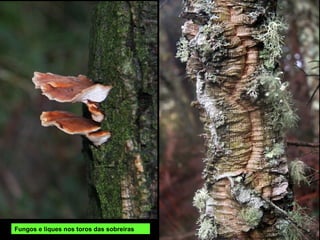 Fungos e liques nos toros das sobreiras
 