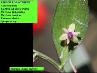 ESPECIES DE INTERESE
Arnica montana
Cladonia subgenus Cladina
Narcissus bulbocodium
Narcissus triandrus
Ruscus aculeatus
Sphagnum spp.
Xilbarbeira (Ruscus aculeatus)
 