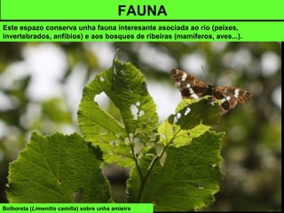 Bolboreta (Limenitis camilla) sobre unha amieira
FAUNA
Este espazo conserva unha fauna interesante asociada ao río (peixes,
invertebrados, anfibios) e aos bosques de ribeiras (mamíferos, aves...).
 