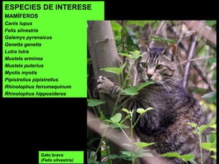 Gato bravo
(Felis silvestris)
ESPECIES DE INTERESE
MAMÍFEROS
Canis lupus
Felis silvestris
Galemys pyrenaicus
Genetta genetta
Lutra lutra
Mustela erminea
Mustela putorius
Myotis myotis
Pipistrellus pipistrellus
Rhinolophus ferrumequinum
Rhinolophus hipposideros
 
