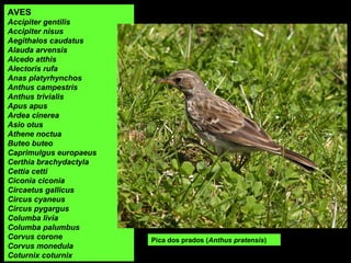 Pica dos prados (Anthus pratensis)
AVES
Accipiter gentilis
Accipiter nisus
Aegithalos caudatus
Alauda arvensis
Alcedo atthis
Alectoris rufa
Anas platyrhynchos
Anthus campestris
Anthus trivialis
Apus apus
Ardea cinerea
Asio otus
Athene noctua
Buteo buteo
Caprimulgus europaeus
Certhia brachydactyla
Cettia cetti
Ciconia ciconia
Circaetus gallicus
Circus cyaneus
Circus pygargus
Columba livia
Columba palumbus
Corvus corone
Corvus monedula
Coturnix coturnix
 
