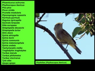 Picafollas (Phylloscopus ibericus)
Phoenicurus ochruros
Phylloscopus ibericus
Pica pica
Picus viridis
Prunella modularis
Ptyonoprogne rupestris
Pyrrhula pyrrhula
Regulus ignicapilla
Saxicola torquata
Sitta europaea
Streptopelia decaocto
Streptopelia turtur
Strix aluco
Sylvia atricapilla
Sylvia borin
Sylvia communis
Sylvia melanocephala
Sylvia undata
Tachymarptis melba
Troglodytes troglodytes
Turdus merula
Turdus philomelos
Turdus viscivorus
Tyto alba
Upupa epops
 