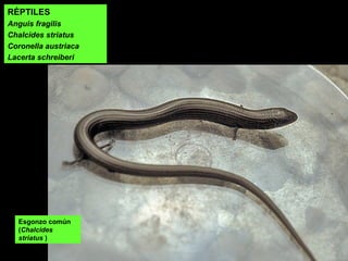 RÉPTILES
Anguis fragilis
Chalcides striatus
Coronella austriaca
Lacerta schreiberi
Esgonzo común
(Chalcides
striatus )
 