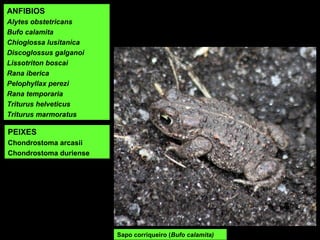 Sapo corriqueiro (Bufo calamita)
ANFIBIOS
Alytes obstetricans
Bufo calamita
Chioglossa lusitanica
Discoglossus galganoi
Lissotriton boscai
Rana iberica
Pelophyllax perezi
Rana temporaria
Triturus helveticus
Triturus marmoratus
PEIXES
Chondrostoma arcasii
Chondrostoma duriense
 
