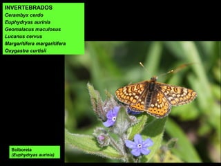INVERTEBRADOS
Cerambyx cerdo
Euphydryas aurinia
Geomalacus maculosus
Lucanus cervus
Margaritifera margaritifera
Oxygastra curtisii
Bolboreta
(Euphydryas aurinia)
 