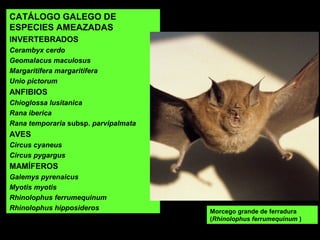 Morcego grande de ferradura
(Rhinolophus ferrumequinum )
CATÁLOGO GALEGO DE
ESPECIES AMEAZADAS
INVERTEBRADOS
Cerambyx cerdo
Geomalacus maculosus
Margaritifera margaritifera
Unio pictorum
ANFIBIOS
Chioglossa lusitanica
Rana iberica
Rana temporaria subsp. parvipalmata
AVES
Circus cyaneus
Circus pygargus
MAMÍFEROS
Galemys pyrenaicus
Myotis myotis
Rhinolophus ferrumequinum
Rhinolophus hipposideros
 