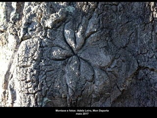 Montaxe e fotos: Adela Leiro, Mon Daporta
maio 2017
 