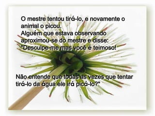 O mestre tentou tirá-lo, e novamente o
 animal o picou.
 Alguém que estava observando
 aproximou-se do mestre e disse:
 "Desculpe-me mas você é teimoso!



Não entende que todas as vezes que tentar
tirá-lo da água ele irá picá-lo?"
 