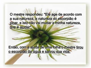 O mestre respondeu: "Ele age de acordo com
a sua natureza, a natureza do escorpião é
picar, e isto não vai mudar a minha natureza,
que é ajudar".




Então, com a ajuda de uma folha o mestre tirou
o escorpião da água e salvou sua vida.
 