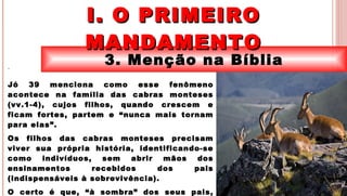 7
3. Menção na Bíblia
I. O PRIMEIROI. O PRIMEIRO
MANDAMENTOMANDAMENTO
.
Jó 39 menciona como esse fenômeno
acontece na família das cabras monteses
(vv.1-4), cujos filhos, quando crescem e
ficam fortes, partem e “nunca mais tornam
para elas”.
Os filhos das cabras monteses precisam
viver sua própria história, identificando-se
como indivíduos, sem abrir mãos dos
ensinamentos recebidos dos pais
(indispensáveis à sobrevivência).
O certo é que, “à sombra” dos seus pais,
 