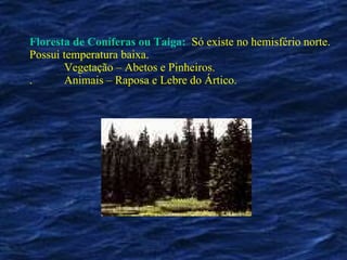 Floresta de Coníferas ou Taiga:   Só existe no hemisfério norte. Possui temperatura baixa.  Vegetação – Abetos e Pinheiros. . Animais – Raposa e Lebre do Ártico. 