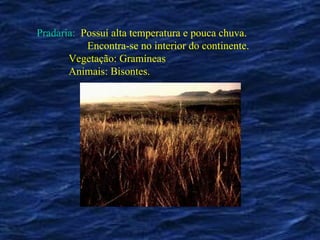 Pradaria:   Possuí alta temperatura e pouca chuva.   Encontra-se no interior do continente. Vegetação: Gramíneas Animais: Bisontes. 