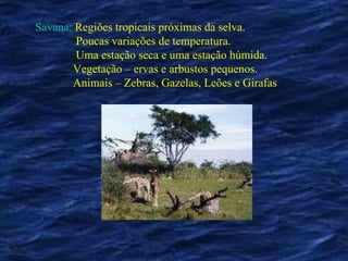 Savana:  Regiões tropicais próximas da selva.    Poucas variações de temperatura.   Uma estação seca e uma estação húmida.   Vegetação – ervas e arbustos pequenos.   Animais – Zebras, Gazelas, Leões e Girafas 