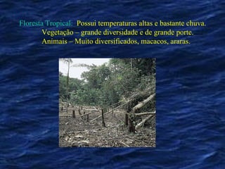 Floresta Tropical:   Possui temperaturas altas e bastante chuva. Vegetação – grande diversidade e de grande porte. Animais – Muito diversificados, macacos, araras. 
