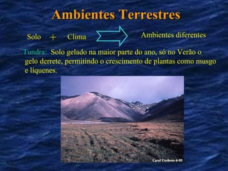 Ambientes Terrestres Solo + Clima Ambientes diferentes Tundra:   Solo gelado na maior parte do ano, só no Verão o gelo derrete, permitindo o crescimento de plantas como musgo e líquenes. 