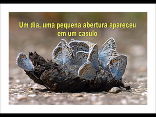 Um dia, uma pequena abertura apareceu  em um casulo 