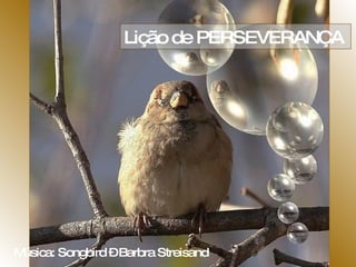 Lição de PERSEVERANÇA  Música: Songbird – Barbra Streisand  