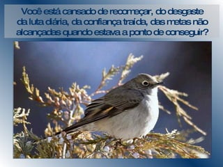 Você está cansado de recomeçar, do desgaste da luta diária, da confiança traída, das metas não alcançadas quando estava a ponto de conseguir? 