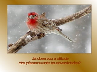 Já observou a atitude dos pássaros ante às adversidades?  