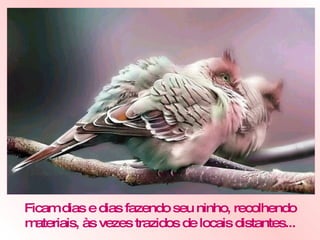 Ficam dias e dias fazendo seu ninho, recolhendo materiais, às vezes trazidos de locais distantes... 