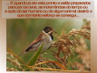 ... E quando já ele está pronto e estão preparados para por os ovos, as inclemências do tempo ou  a ação do ser humano ou de algum animal destrói o que com tanto esforço se consegui... 