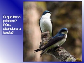 O que faz o pássaro? Pára, abandona a tarefa? 