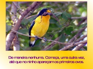 De maneira nenhuma. Começa, uma outra vez, até que no ninho apareçam os primeiros ovos. 