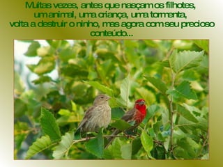 Muitas vezes, antes que nasçam os filhotes,  um animal, uma criança, uma tormenta,  volta a destruir o ninho, mas agora com seu precioso conteúdo... 