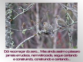 Dói recomeçar do zero... Mas ainda assim o pássaro jamais emudece, nem retrocede, segue cantando  e construindo, construindo e cantando... 