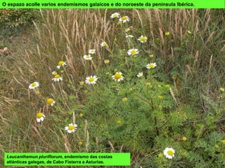 Leucanthemun pluriflorum, endemismo das costas
atlánticas galegas, de Cabo Fisterra a Asturias.
O espazo acolle varios endemismos galaicos e do noroeste da península Ibérica.
 