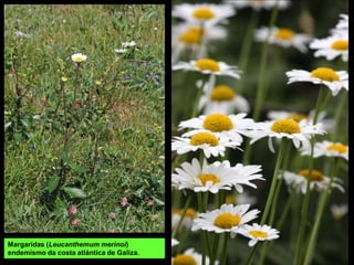 Margaridas (Leucanthemum merinoi)
endemismo da costa atlántica de Galiza.
 
