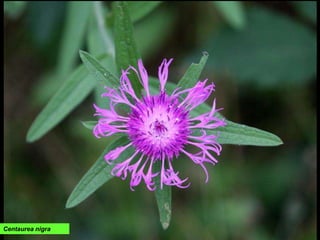 Centaurea nigra
 