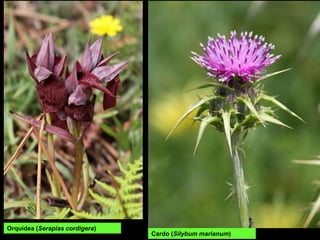 Orquídea (Serapias cordigera)
Cardo (Silybum marianum)
 