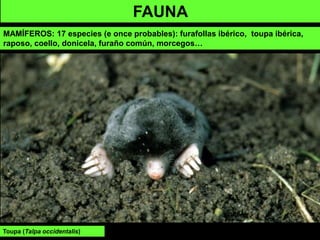 FAUNA
MAMÍFEROS: 17 especies (e once probables): furafollas ibérico, toupa ibérica,
raposo, coello, donicela, furaño común, morcegos…
Toupa (Talpa occidentalis)
 