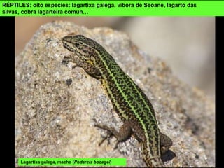 RÉPTILES: oito especies: lagartixa galega, víbora de Seoane, lagarto das
silvas, cobra lagarteira común…
Lagartixa galega, macho (Podarcis bocagei)
 