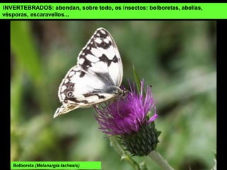 INVERTEBRADOS: abondan, sobre todo, os insectos: bolboretas, abellas,
vésporas, escaravellos...
Bolboreta (Melanargia lachesis)
 