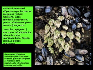 Na zona intermareal
atópanse especies que se
apegan ás rochas:
mexillóns, lapas,
percebes, arneiróns ou
que se refuxian nas pozas
mareais (cangrexos,
caracolas, apegóns...).
Nas zonas infralitorais hai
peixes de rocha
(maragota, bello, faneca,
sargo...), polbos,
crustáceos...
Os percebes (Polycipes
cornucopia) son crustáceos
coloniais que viven apegados
ás rochas da zona
mediolitoral e infralitoral das
zonas de mar batido.
 
