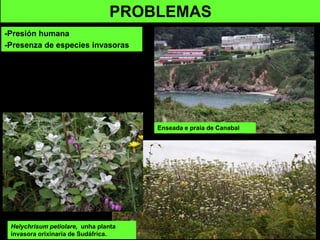 -Presión humana
-Presenza de especies invasoras
PROBLEMAS
Helychrisum petiolare, unha planta
invasora orixinaria de Sudáfrica.
Enseada e praia de Canabal
 