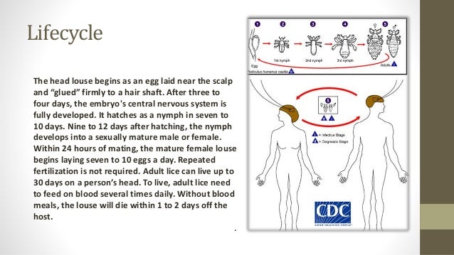 lice lifecycle of lice