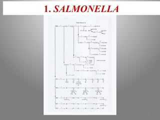 1. SALMONELLA
KOUA Amian 127
 
