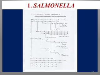 1. SALMONELLA
KOUA Amian 128
 