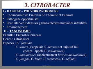 3. CITROBACTER
I - HABITAT – POUVOIR PATHOGÈNE
• Commensale de l’intestin de l’homme et l’animal
• Pathogène opportuniste
• Peut intervenir dans les gastro-enterites humaines infantiles
• Environnement
II - TAXONOMIE
Famille : Enterobacteriaceae
Genre : Citrobacter
Espèces : C. freundii
C. koseri (s’appelait C. diversus et aujourd’hui
encore appelé C. malonatica)
C. amalonatica (anciennement levinea amalonatica),
C. yougae, C. bakii, C. werkranii, C. sellakii
KOUA Amian 137
 