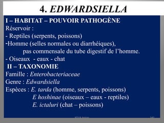 4. EDWARDSIELLA
I – HABITAT – POUVOIR PATHOGÈNE
Réservoir :
- Reptiles (serpents, poissons)
-Homme (selles normales ou diarrhéiques),
pas commensale du tube digestif de l’homme.
- Oiseaux - eaux - chat
II – TAXONOMIE
Famille : Enterobacteriaceae
Genre : Edwardsiella
Espèces : E. tarda (homme, serpents, poissons)
E hoshinae (oiseaux – eaux - reptiles)
E. ictaluri (chat – poissons)
KOUA Amian 140
 