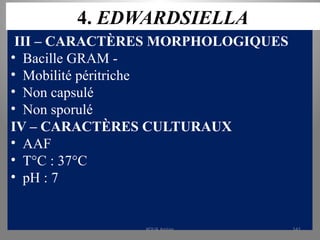 4. EDWARDSIELLA
III – CARACTÈRES MORPHOLOGIQUES
• Bacille GRAM -
• Mobilité péritriche
• Non capsulé
• Non sporulé
IV – CARACTÈRES CULTURAUX
• AAF
• T°C : 37°C
• pH : 7
KOUA Amian 141
 
